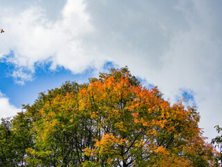 Fototapeta premium autumn in the park