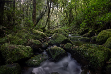 Obraz premium stream in the forest 3