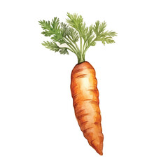 Watercolor Carrot isolated white background