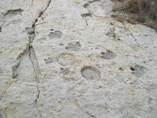 Dinosaur footprints in Dinosaur Ridge, Colorado