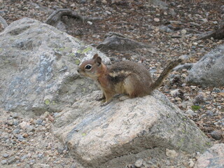 Wild mountain Squirrel in Colorado