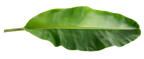 tropical banana tree leaf isolated on white