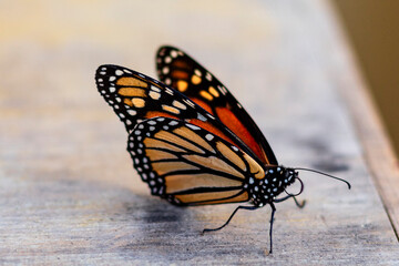 mariposa monarca