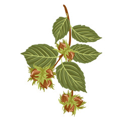 hazelnuts, vector drawing garden tree branches with nuts and green leaves isolated at white background, hand drawn illustration