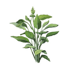 Watercolor Water spinach isolated white background