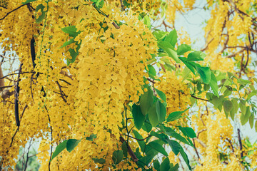Cassia fistula