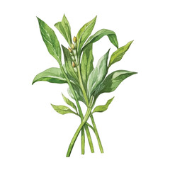 Watercolor Water spinach isolated white background