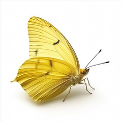 lovely buttterfly on white isolate background