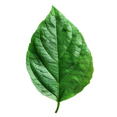 Obraz premium A Stunningly Vibrant Leaf Captured in Detail, Showcasing Natures Intricacies and Textures Against a Contrasting Transparent background