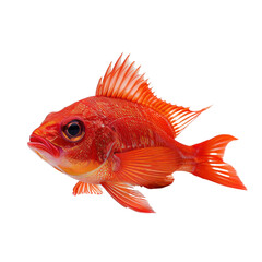 Fototapeta premium A Stunning Red Fish Gliding Gracefully Through the Oceans Depths, Showcasing Its Vibrant Colors and Intricate Fin Patterns with Elegance