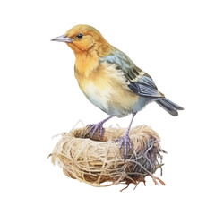 Watercolor Weaver Bird isolated white background