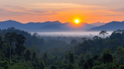 Obraz premium Sunrise Rainforest Panorama Misty Mountains Tropical Forest Golden Hour