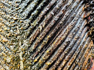 Obraz premium Detailed texture background of old tree bark, showcasing intricate cracks and natural patterns ideal for rustic or organic design elements