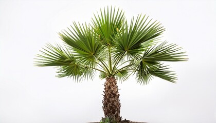 Young palm tree isolated white background