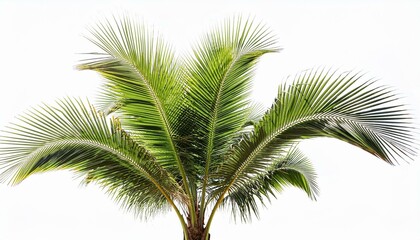 Fototapeta premium Young palm tree isolated white background