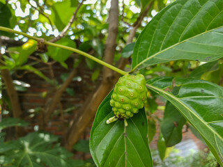 close up of noni fruit