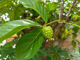 close up of noni fruit