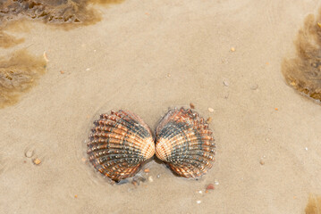 Cockle shell and seaweed on the beach
