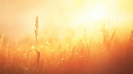 Fototapeta premium Golden Sunrise Over Dewy Grass Fields with Soft Light Flare