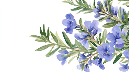 watercolor of rosemary clipart featuring delicate blue flowers and green foliage. flowers frame, botanical border, watercolor clipart isolated on white background cover poster copy space cute soft