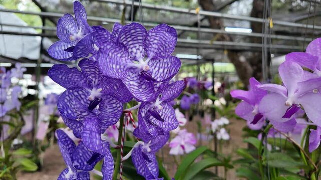 Blooming purple vanda orchid on tree.