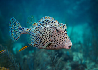 Spotted trunkfishbox fish
