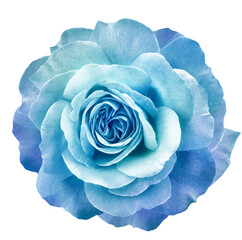Rose flower isolated on a white background with clipping path. Closeup. For design. Nature.	
