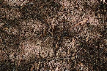 Top-down no people shot of dried pine cones and needles on ground in local park, copy space