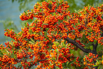 Close-up of Narrowleaf Firethorn (Pyracantha angustifolia)