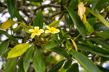 Maui Yellow Plumeria Plant (hawaiian frangipani)
