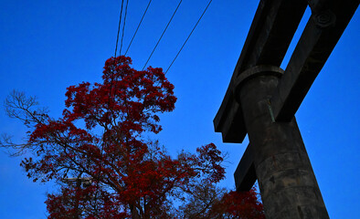 鳥居と赤い葉