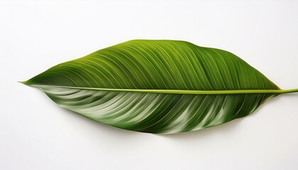 Obraz premium Leaf of a tropical plant isolated white background