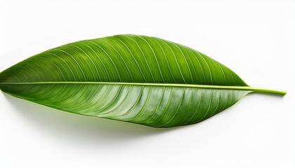 Obraz premium Leaf of a tropical plant isolated white background