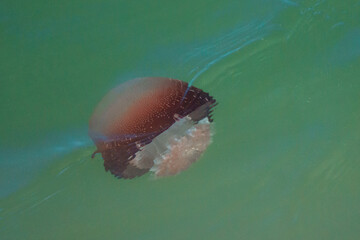 jellyfish in the water