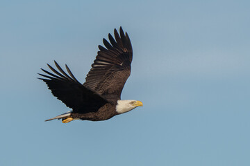 bald eagle in flight