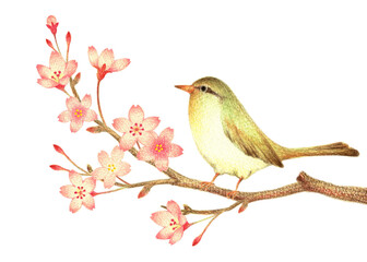桜の枝に止まるウグイス　手描き色鉛筆画