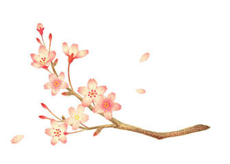 桜の小枝　手描き色鉛筆画