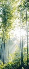 Obraz premium Sunbeams illuminate a serene bamboo forest, creating a mystical and peaceful atmosphere. Perfect for meditation, nature, and tranquility themes.