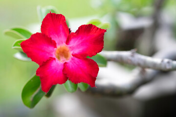 A pink flower of Adenium obesum (Impala Lily or Pink Bignonia, Mock Azalea, Desert Rose)with green leaves and branch on tree close up selective focus with blur background