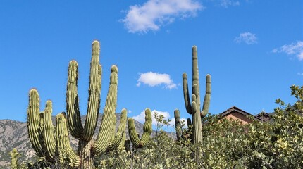 A picturesque landscape featuring towering saguaro cacti and other desert plants against a vibrant blue sky dotted with fluffy white clouds.
