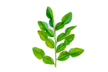 bergamot leaves, bergamot leaves on white background, bergamot leaf isolated on white background, fresh bergamot leaf isolated.