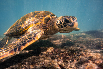 Fototapeta premium KONA turtle 