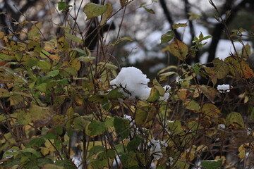 white egret in a tree