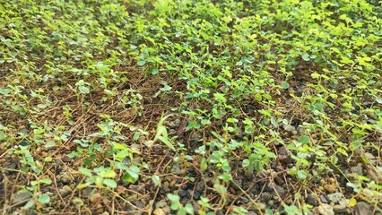 small green plant. green moss background. The seedlings of weeds cover the ground. fresh young grass on the ground by the spring.
