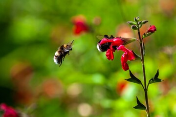  A busy bee collects nectar from a red flower, a vibrant scene.