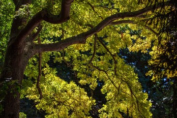 Sunlight filters through the lush green leaves, exuding vitality.