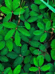 fern leaves background