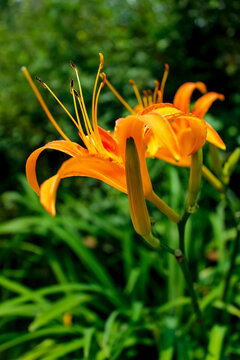 Lirio de D&iacute;a Naranja en Jard&iacute;n / Lilium Candidum