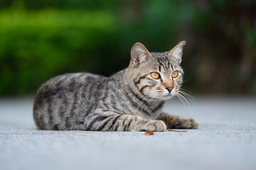 The Tabby on the ground