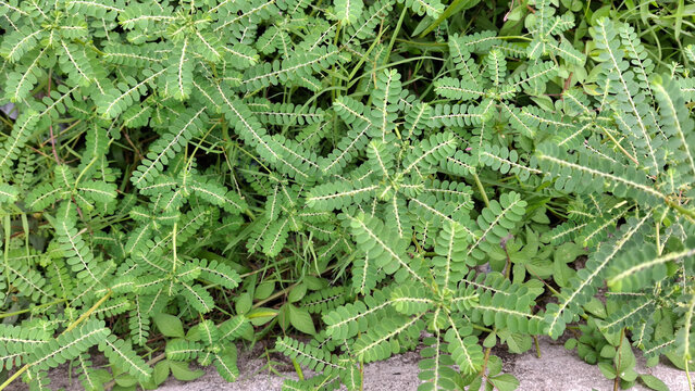 Close-up of lush green Phyllanthus niruri plants, also known as stonebreaker or seed-under-leaf, showcasing their distinctive leaf arrangement